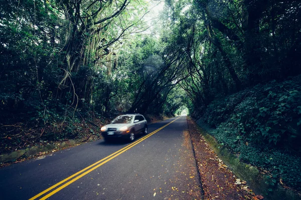Car Moving Asphalt Scenic Road Natural Forest Tunnel Day Time — Stock Photo, Image