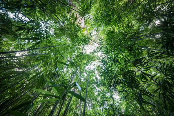 Unga Bambuskog Vackra Gröna Naturliga Bak — Stockfoto
