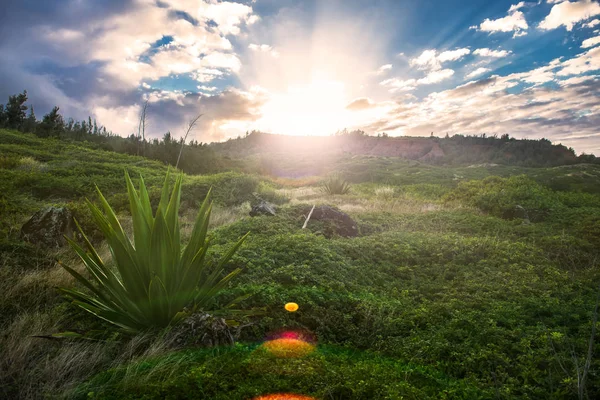 Lugn Och Fridfull Grön Tropisk Gräsmatta Med Högt Gräs Kullar — Stockfoto