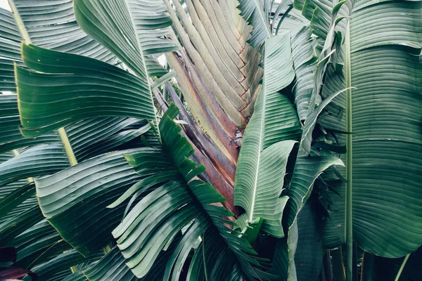 Gröna Tropiska Palm Löv Skog Bakgrund — Stockfoto