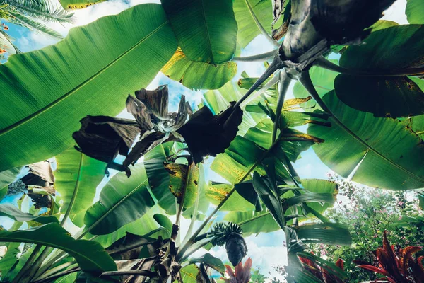 Gröna Palmblad Tropiska Mot Blå Himmel Bakgrund — Stockfoto