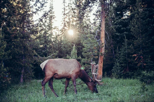 Big forest deer with huge horns eats grass on forest lawn at sunset time