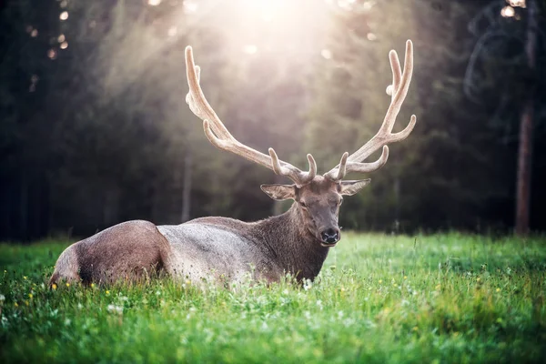 Big Forest Deer Huge Horns Lying Forest Lawn Sunset Time — Stock Photo, Image