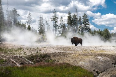 Yaz aylarında güzel Yellowstone Milli Parkı 'nda gayzerler Bison