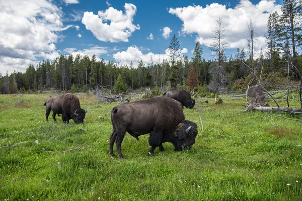 Bisons Herd Graze Field Scenic Yellowstone National Park Summer — Stock Photo, Image