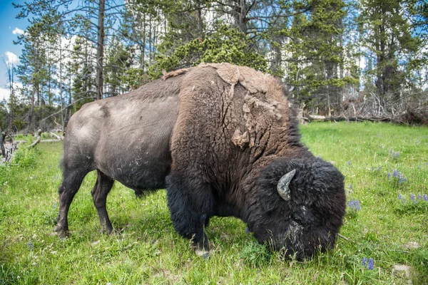 Bison Graze Field Scenic Yellowstone National Park Summer — Stock Photo, Image