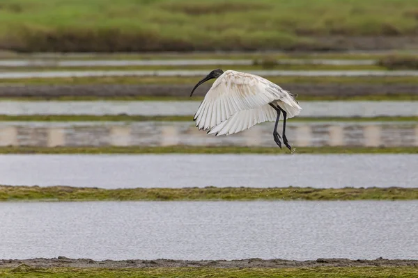 Une Cigogne Des Bois Est Recherche Nourriture Vasai Bassein Mumbai — Photo