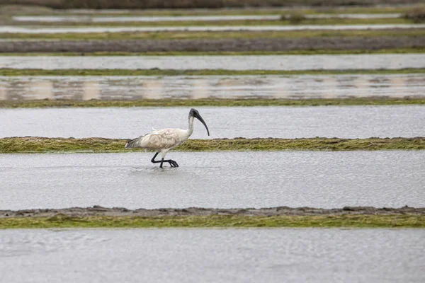 Une Cigogne Des Bois Est Recherche Nourriture Vasai Bassein Mumbai — Photo