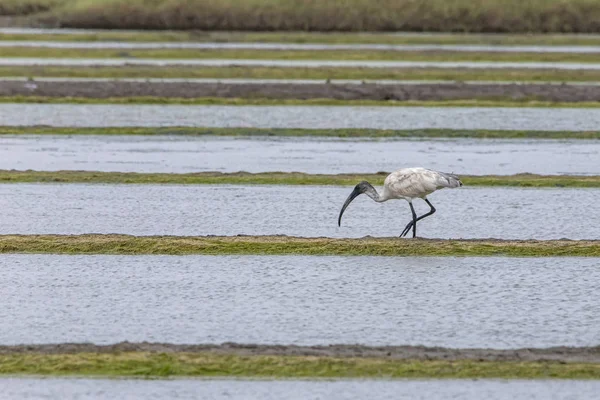 Une Cigogne Des Bois Est Recherche Nourriture Vasai Bassein Mumbai — Photo