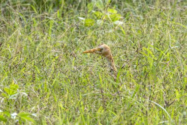 Bir çayırda duran Ardea cinerea 'da sığır balıkçılığı. Uzun otların arasında yiyecek arıyorum. Sığır balıkçılları balıkçılgiller (Ardeidae) familyasından uzun bacaklı yırtıcı bir kuş türü.