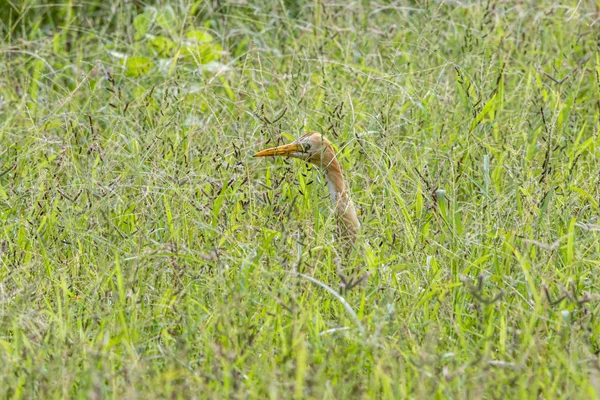 Héron Bétail Ardea Cinerea Debout Dans Une Prairie Cherche Nourriture — Photo