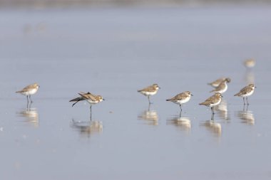 Bahar göçünde küçük bir Calidris dakikası aranıyor. Bassien Sahili 'nde Mumbai Maharashtra Hindistan.