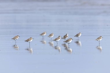 Bahar göçünde küçük bir Calidris dakikası aranıyor. Bassien Sahili 'nde Mumbai Maharashtra Hindistan.