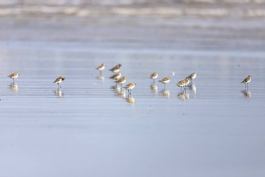 Bahar göçünde küçük bir Calidris dakikası aranıyor. Bassien Sahili 'nde Mumbai Maharashtra Hindistan.