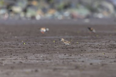 Bahar göçünde küçük bir Calidris dakikası aranıyor. Bassien Sahili 'nde Mumbai Maharashtra Hindistan.