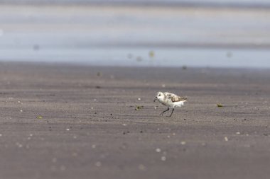 Bahar göçünde küçük bir Calidris dakikası aranıyor. Bassien Sahili 'nde Mumbai Maharashtra Hindistan.