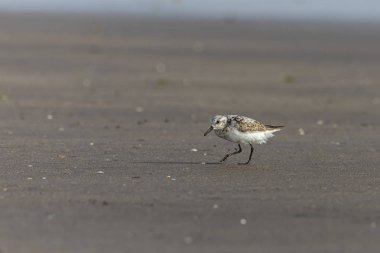 Bahar göçünde küçük bir Calidris dakikası aranıyor. Bassien Sahili 'nde Mumbai Maharashtra Hindistan.