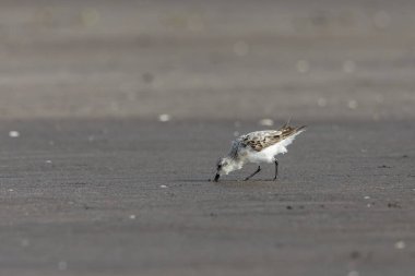 Bahar göçünde küçük bir Calidris dakikası aranıyor. Bassien Sahili 'nde Mumbai Maharashtra Hindistan.