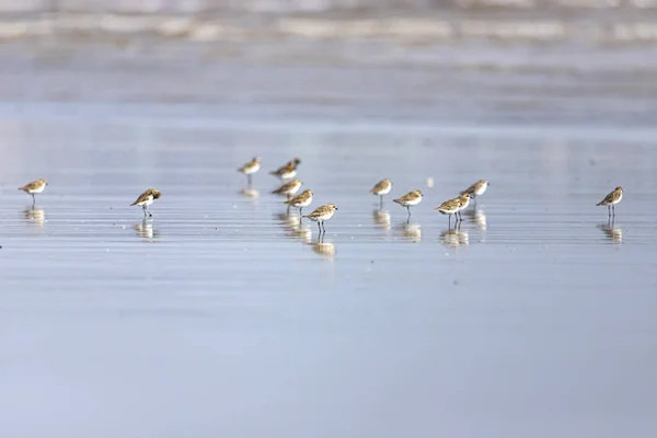 Voederen Kleine Stint Calidris Minuta Lente Migratie Bassien Beach Mumbai — Stockfoto