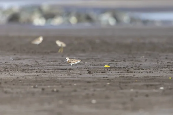 Forrajeando Poco Tiempo Calidris Minuta Migración Primavera Bassien Beach Mumbai —  Fotos de Stock