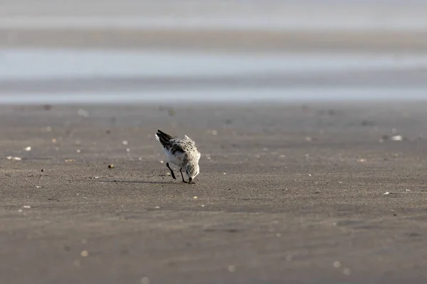 Voederen Kleine Stint Calidris Minuta Lente Migratie Bassien Beach Mumbai — Stockfoto