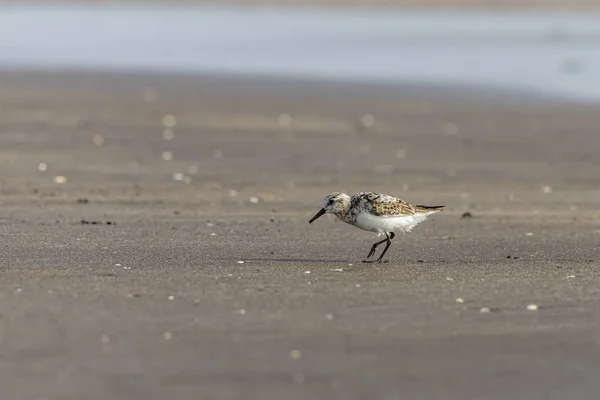 Foraging Little Stint Calidris Minuta Migração Primavera Bassien Beach Mumbai — Fotografia de Stock