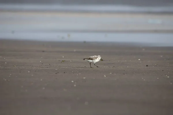 Recherche Nourriture Little Stint Calidris Minuta Spring Migration Bassien Beach — Photo