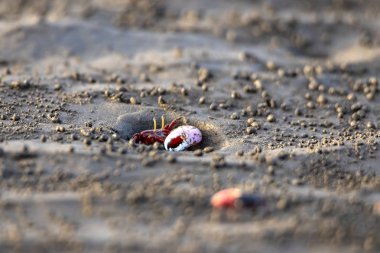 Uca vocans, Fiddler Crab walking in mangrove forest At bassien Beach Mumbai  Maharashtra India. clipart