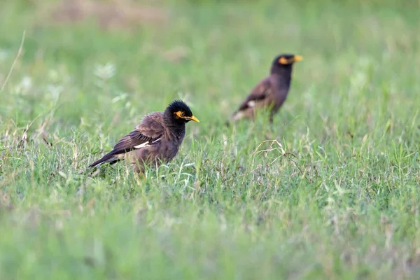 Common Myna Brown Black Head Has Yellow Bill Legs Bare — Stockfoto