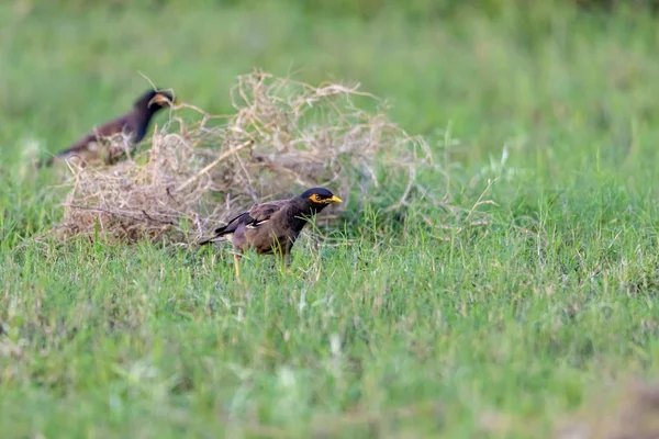 Common Myna Brown Black Head Has Yellow Bill Legs Bare — Stockfoto