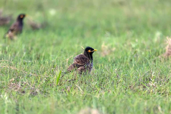 Myna Commune Est Brune Avec Une Tête Noire Bec Jaune — Photo