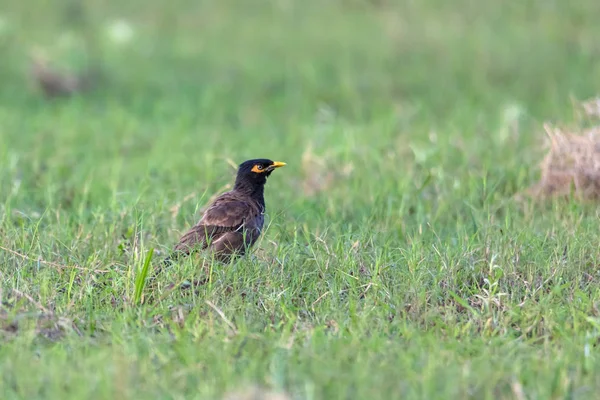 Common Myna Brown Black Head Has Yellow Bill Legs Bare — Stockfoto