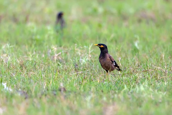 Myna Commune Est Brune Avec Une Tête Noire Bec Jaune — Photo