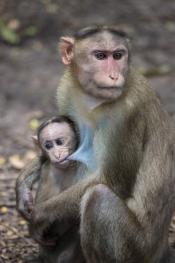 Rhesus Macaque 'ın bir portresi Anne Maymun Bebeğini Besliyor ve duygularını gösteriyor