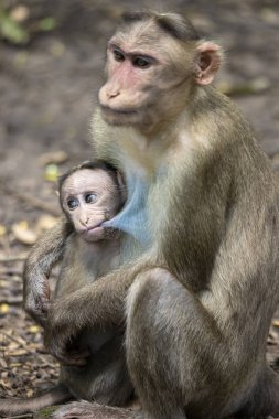 Rhesus Macaque 'ın bir portresi Anne Maymun Bebeğini Besliyor ve duygularını gösteriyor
