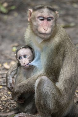 Rhesus Macaque 'ın bir portresi Anne Maymun Bebeğini Besliyor ve duygularını gösteriyor