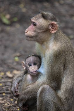 Rhesus Macaque 'ın bir portresi Anne Maymun Bebeğini Besliyor ve duygularını gösteriyor