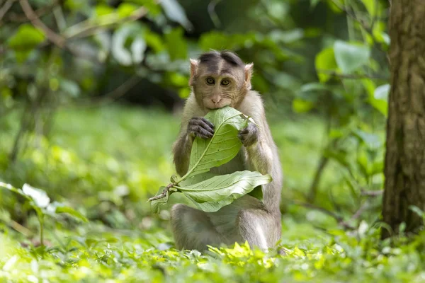 Yetişkin maymunlar ormanda oturup ağaç yaprağı yer ve diğer maymun Sanjay Gandhi Ulusal Parkı Mumbai Maharashtra Hindistan 'a duygularını gösterir..