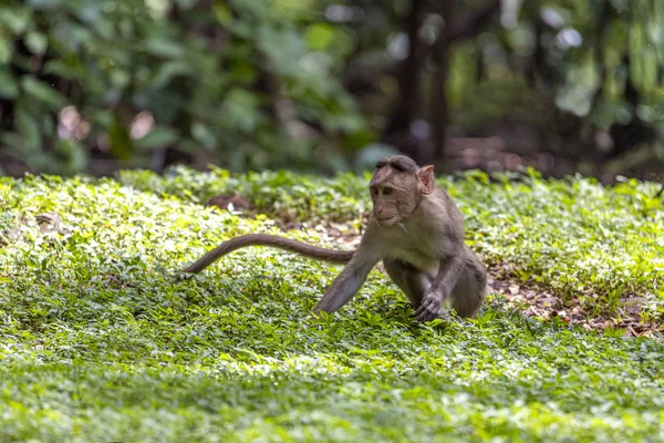 Adult Monkeys Sits Eating Tree Leaf Forest Showing Emotions Other — Stock Photo, Image