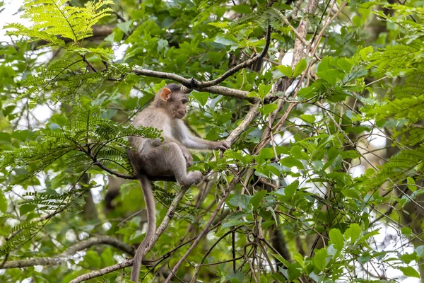 Singe Assis Sur Branche Arbre Dans Forêt Tropicale Sombre Dans — Photo