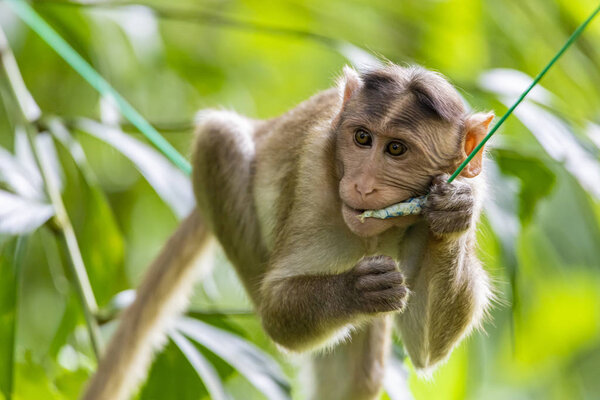 обезьяна сидит на ветке дерева в темном тропическом лесу в Санджай-Ганди Национальный парк Мумбаи Махараштра Индия
.