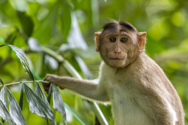 обезьяна сидит на ветке дерева в темном тропическом лесу в Санджай-Ганди Национальный парк Мумбаи Махараштра Индия
.