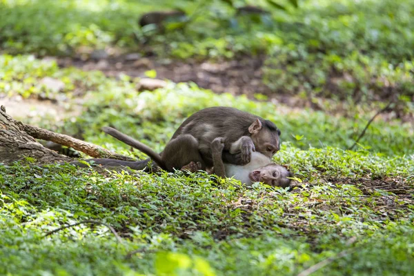 Macaques Jouer Battre Les Uns Contre Les Autres Dansla Forêt — Photo