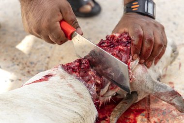 Adam, Tabaski olarak da bilinen Kurban Bayramı 'nı kutlamak için bir sürü keçi katletti..