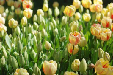 Bir parkta güzel lale