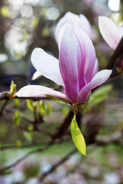 Beautiful magnolias in a park — Stock Photo, Image