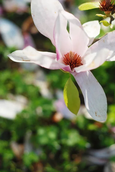 Vackra blommor i en park — Stockfoto