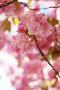 Pembe çiçeği ilkbahar geç yabani kiraz ağacı