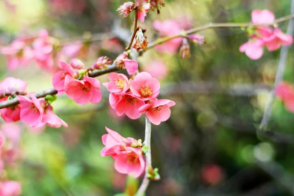 Divoký jabloně v růžové květy pozdní jaro — Stock fotografie