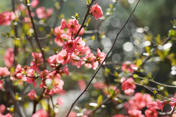 Vilda äppelträd i rosa blomma sen vår — Stockfoto